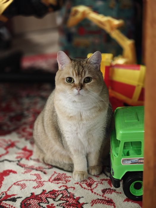 Кіт Шотландська золота шиншила Британський