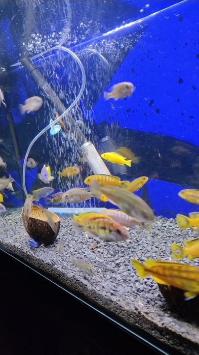 Ryby Pyszczaki Yellow Saulosi Rock Kribensis Acei inne