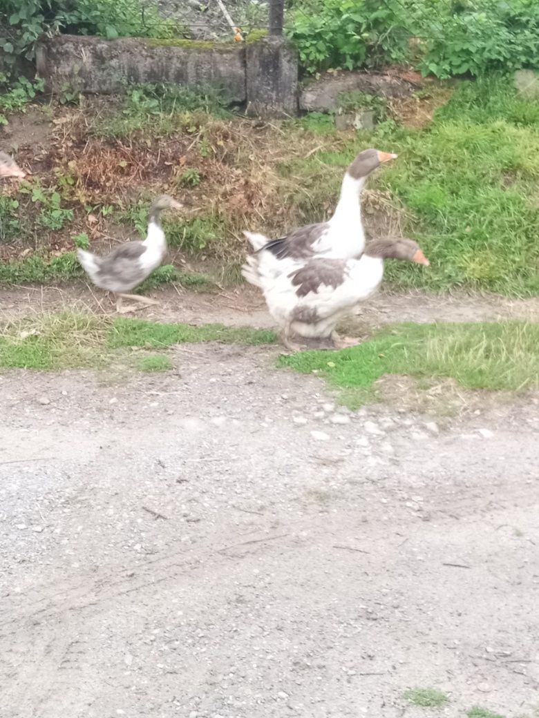 Gęsi kartuskie podkarpackie Gąsior gąski