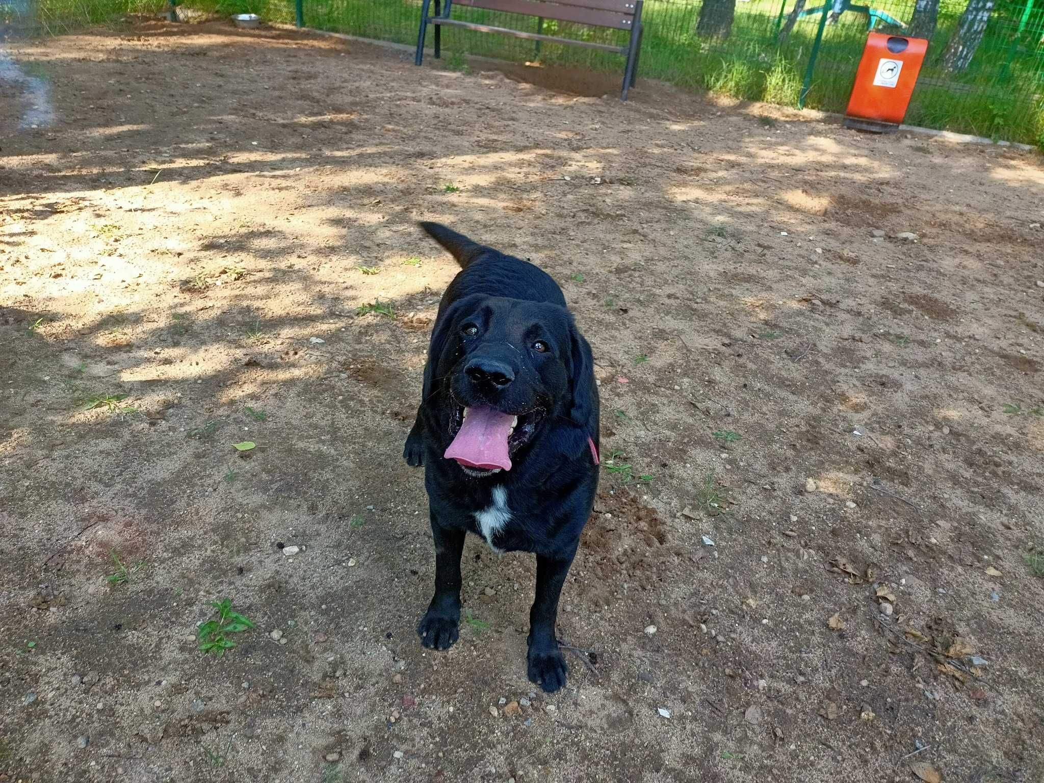 Meksyk w typie labrador retrievera - schronisko