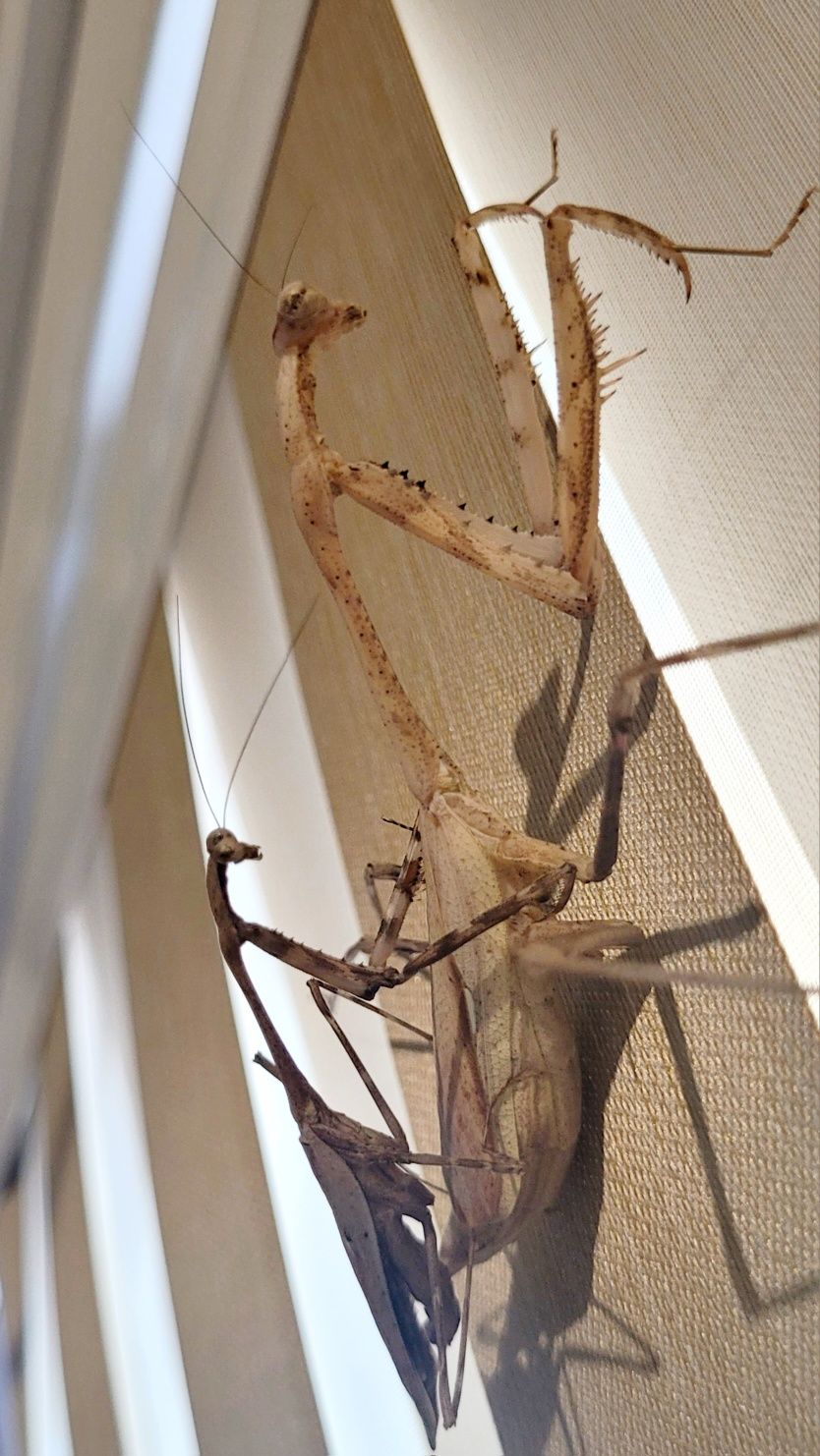 Samiec imago Pseudempusa pinnapavonis