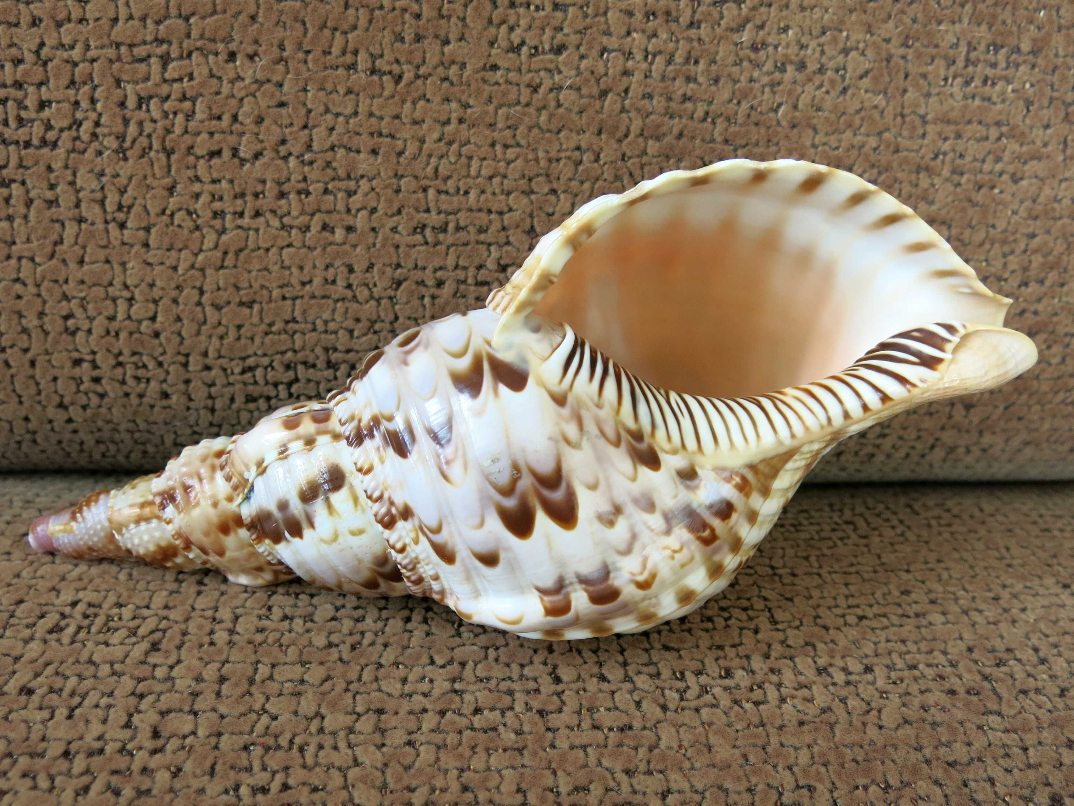 Trąba Trytona, Charonia tritonis, muszla morska 20,7 cm