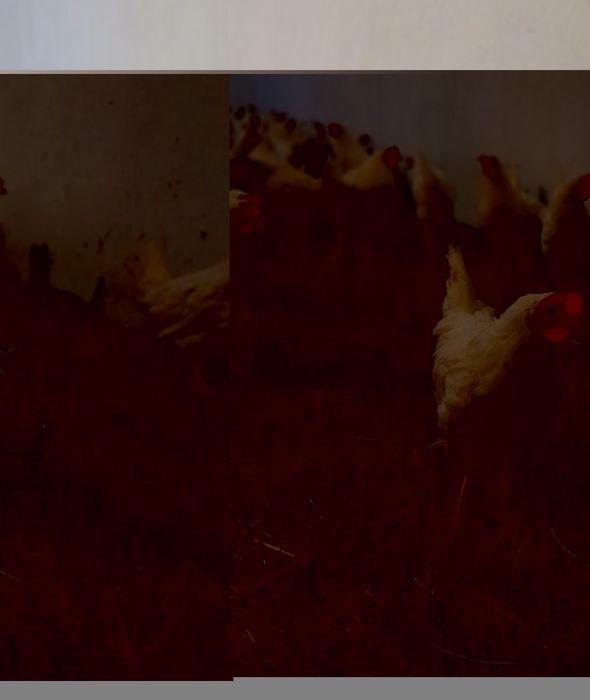 Kury Nioski Leghorn Leghorny Kurki Młode 23 tyg