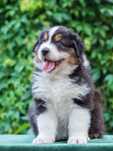 Owczarek australijski piesek black tri