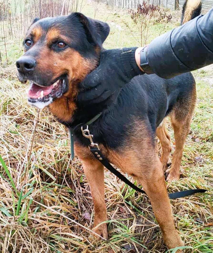 DIMO - kochany psiak w typie rottka szuka PILNIE domu