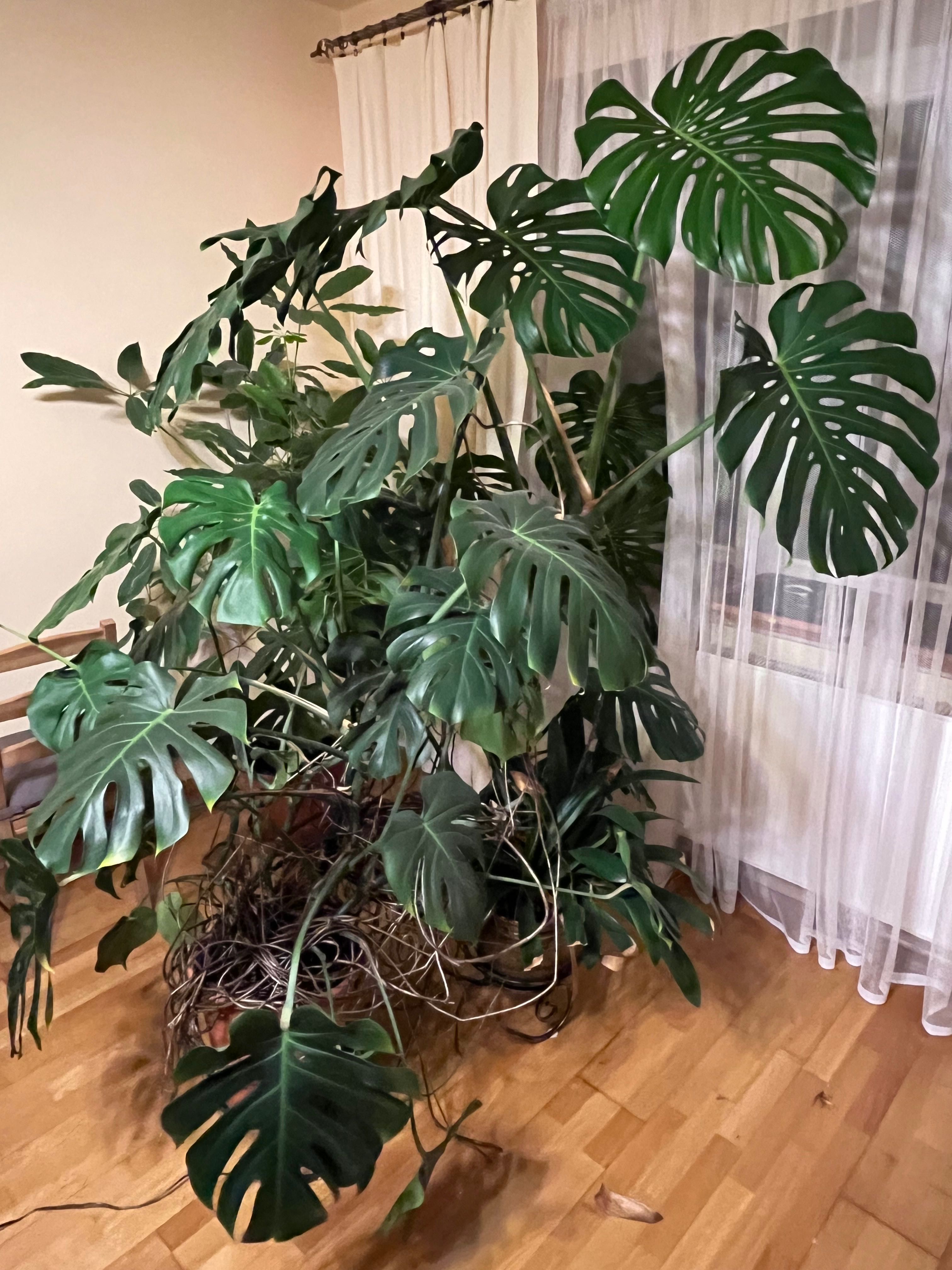 Monstera ok 200 cm wysokosci.