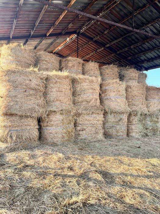 Продам сено в тюкахрр