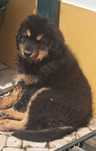 Mastim tibetano femêa