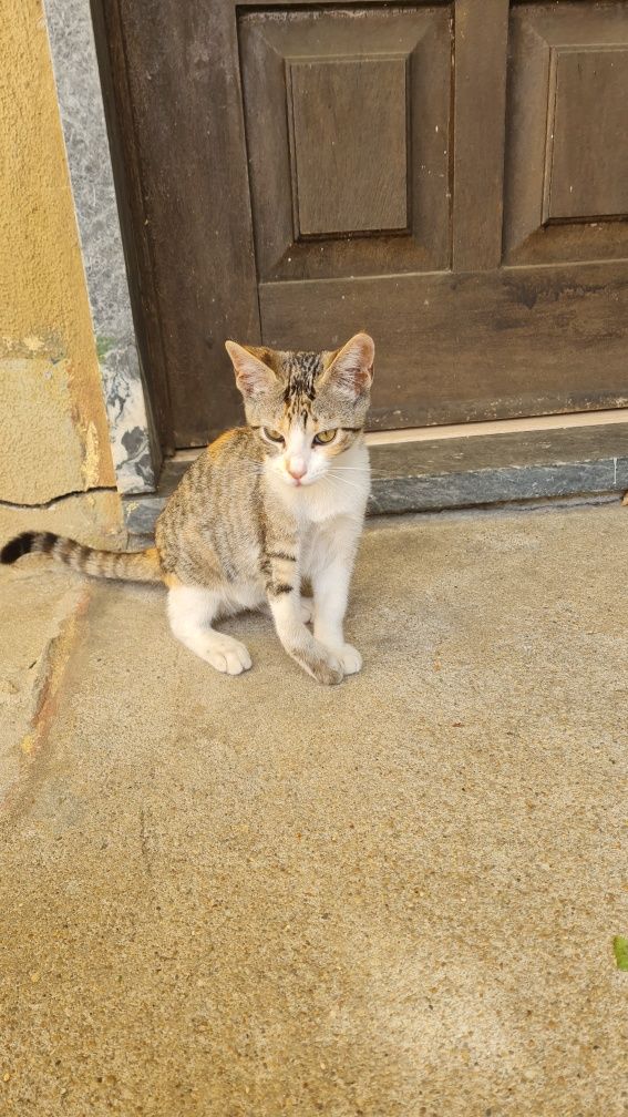 Gata para adoçar