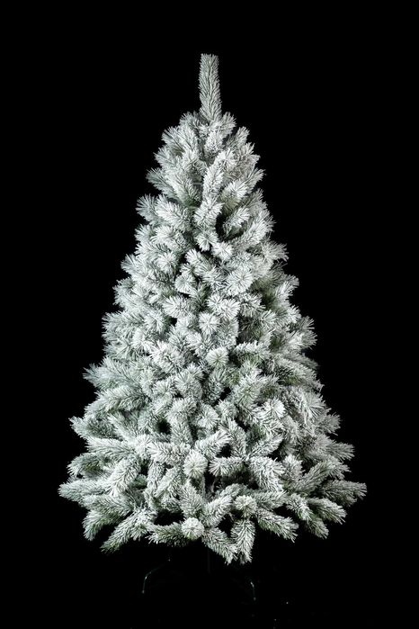 Сосна канадська засніженна 1,5