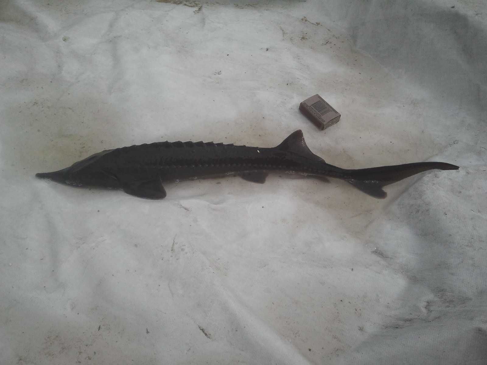 karp kroczek od 18cm do25cm 1szt 15zł  oraz pstrąg jesiotr amur