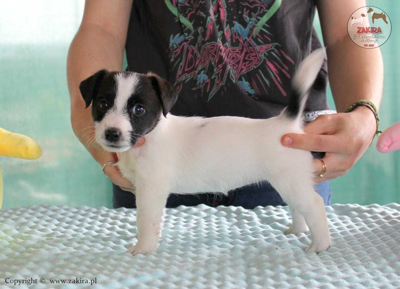 Szczenie Jack Russell Terrier po Championach, FCI ZKwP, ZIMA 2025
