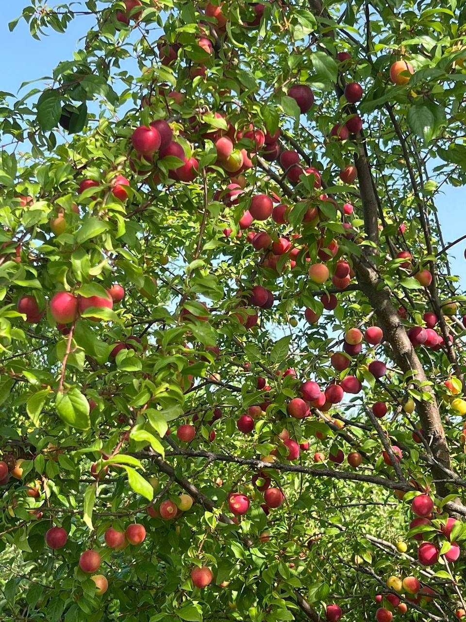 Продаж земельної ділянки, с. Малі Геївці (Закарпатська обл.)
