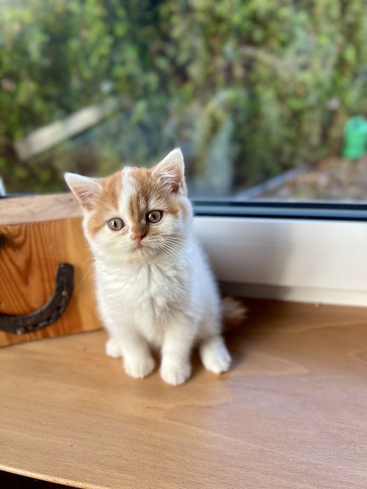 Kotka Brytyjska Bicolour WCF