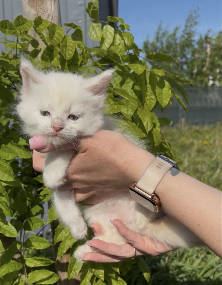 Kocurek Maine Coon WCF
