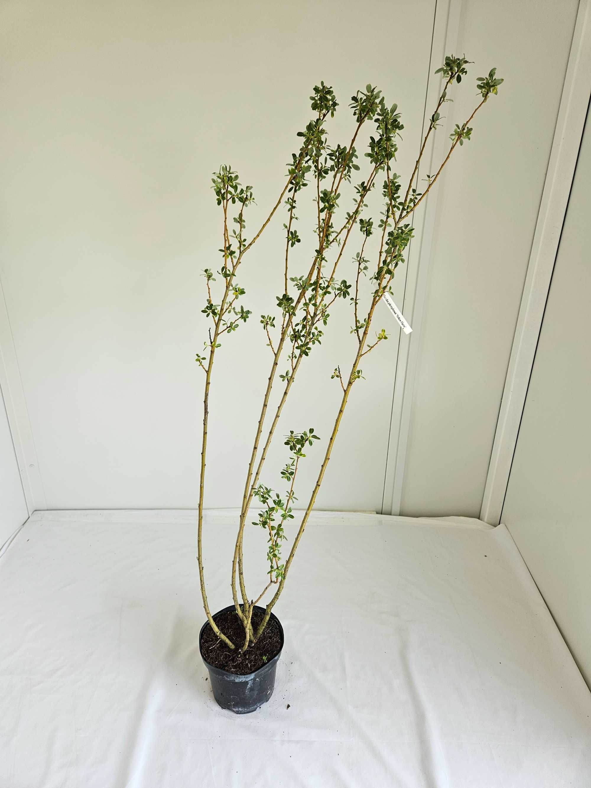 Wierzba połomykowa Yellow Flame 130 cm donica 3L