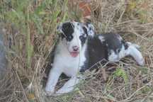 Border Collie (Blue Merle)