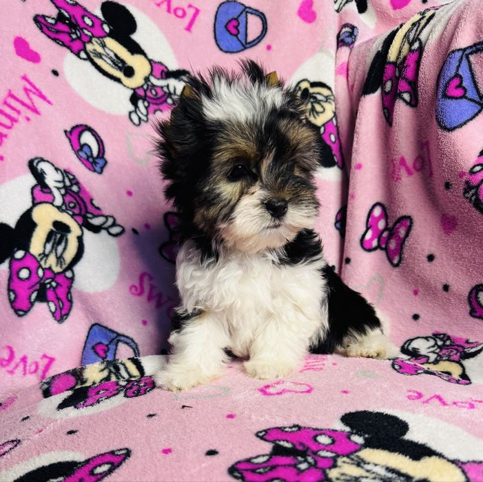 Piękna dziewczynka york biewer