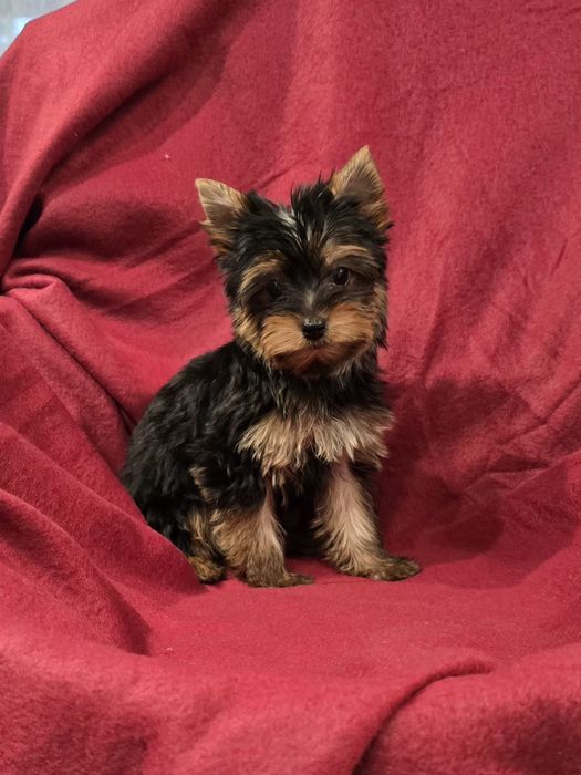 Suczka mini Yorkshire terrier