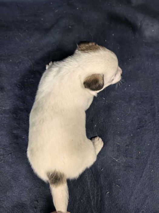 Jack Russell Terrier