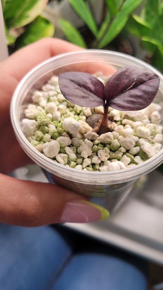 Zamioculcas / Zamiokulkas Raven Red Wine