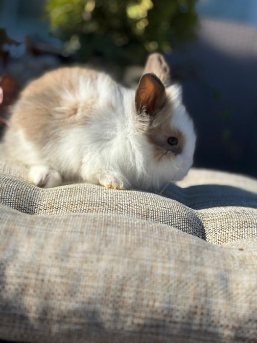 Królik karzełek miniaturka mini lop mini rex tedy kuwetujący