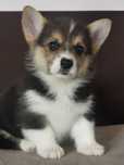 Welsh Corgi Pembroke