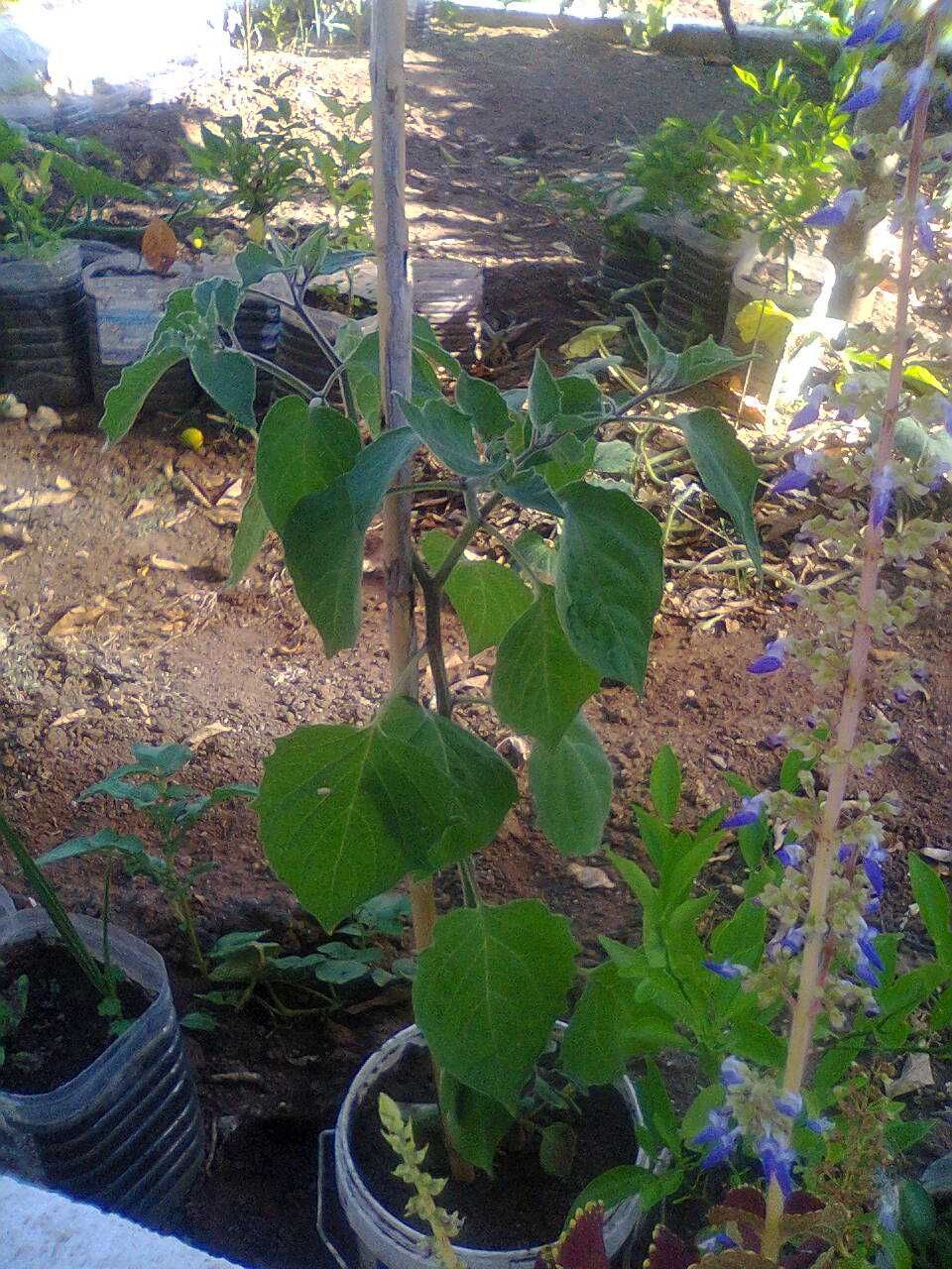 Planta de Physalis