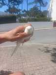 Pasaro branco bonito