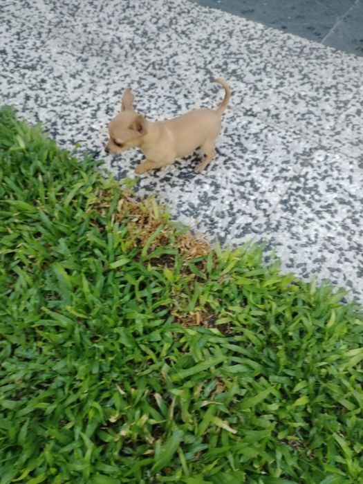 Pinscher miniatura disponível