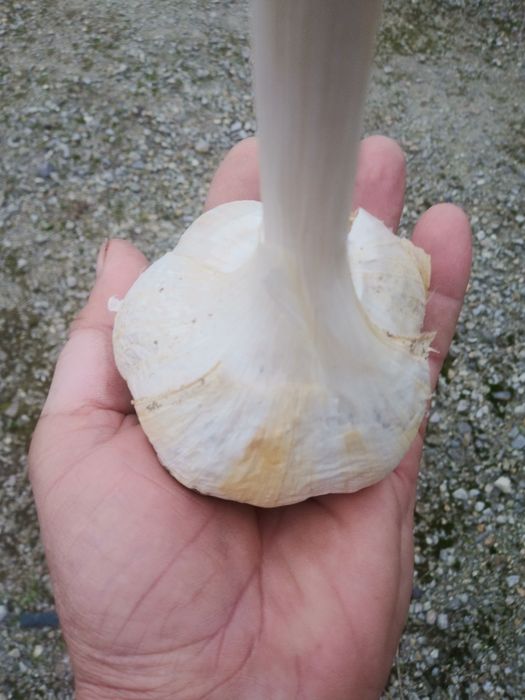 Czosnek sloniowy olbrzymi gigant