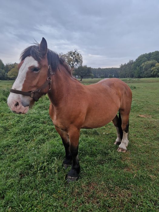 Sprzedam klacz zimnokrwistą