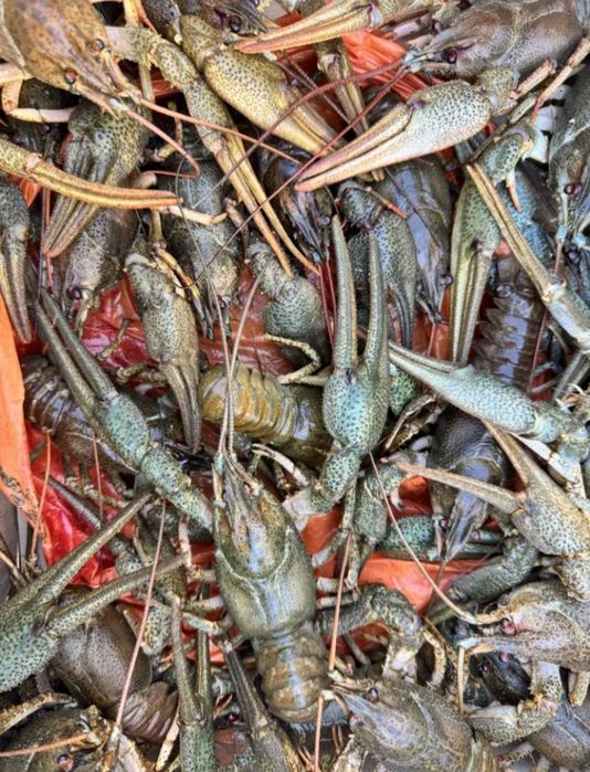 Продам живій рак оптом вид 5 кг