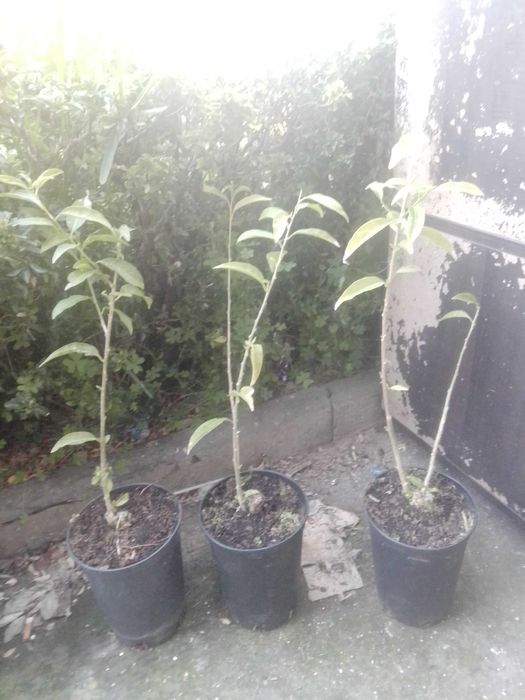 Plantas Não Frutíferas e outras variedades