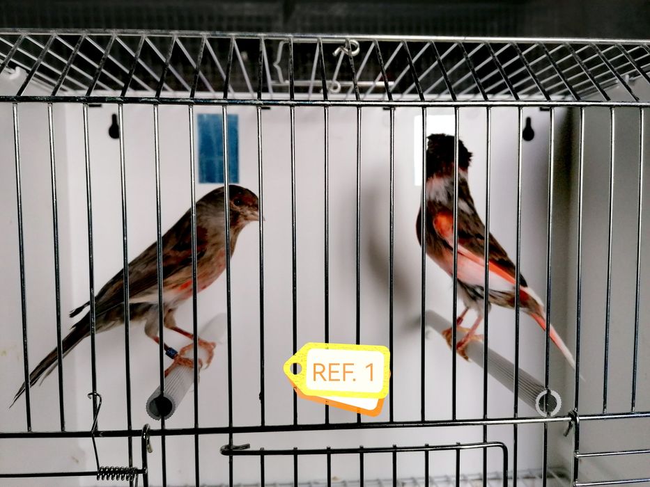 Canários Arlequim Português