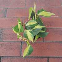 Philodendron scandens 'Brasil' Filodendron pnący d10