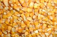 Продам кукурудзу (суха). Урожай 2023