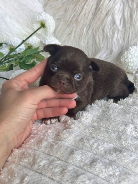 Chihuahua  Menino  Chocolate perfeita de focinho curto.
