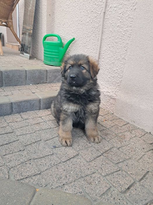 Owczarek niemiecki rodowód