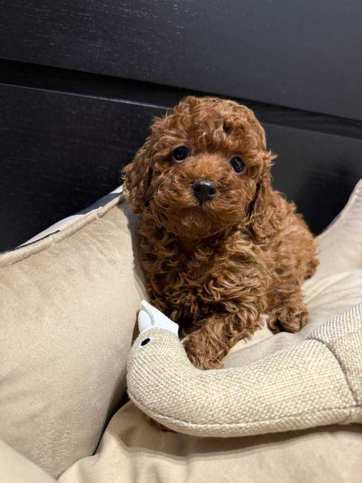 Pudel Toy Dziewczynka Red