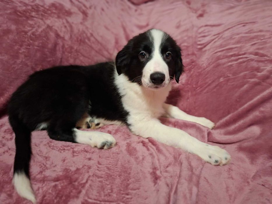 Border Collie szczeniak piesek:-) piękny