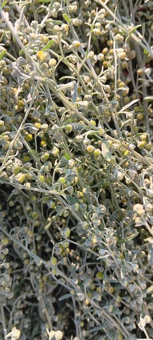 Ziele bylicy piołun 260g Eko(suszone) CZYSTA NATURA