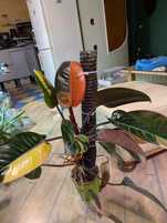 Philodendron Congo white red variegated