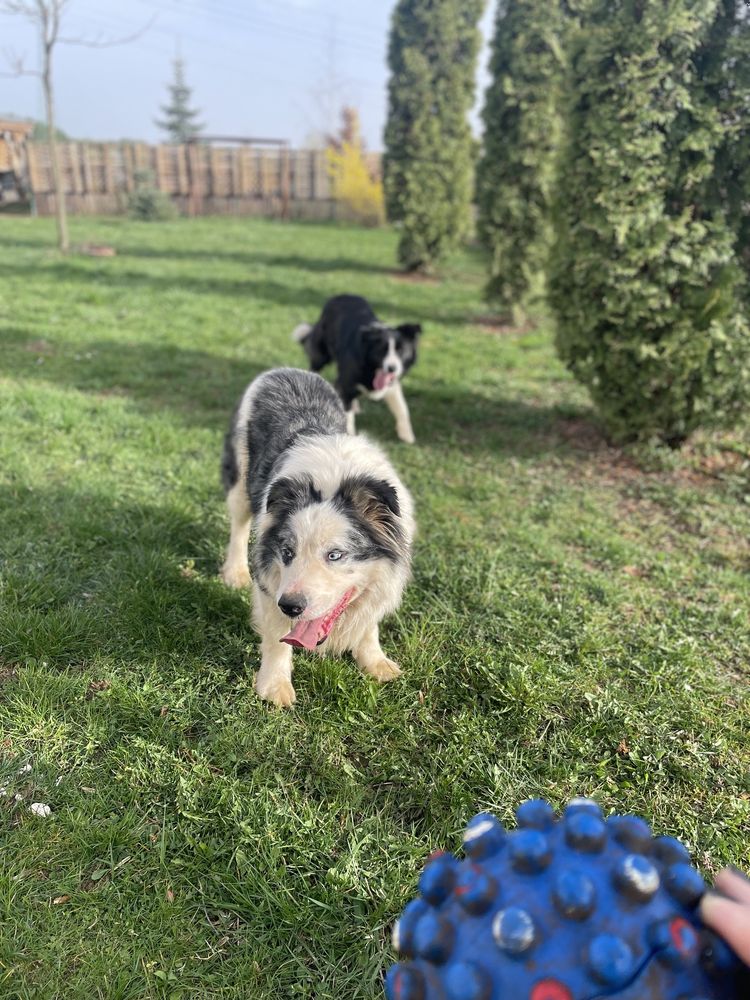 Reproduktor Border Collie (blue merle)