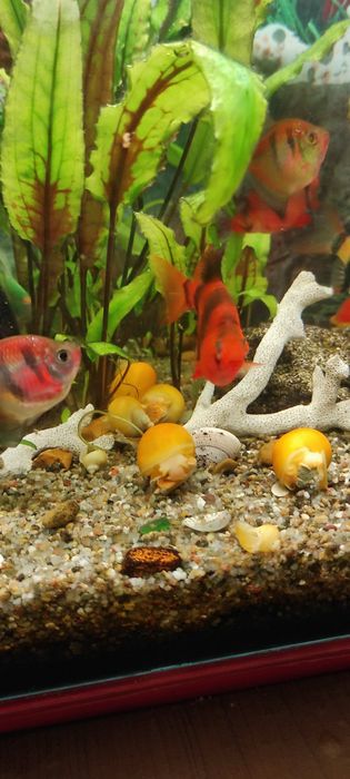 Ампулярія жовта равлик