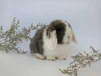 Królik miniaturka mini lop minilop