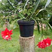 Kaktus "Czerwona orchidea"