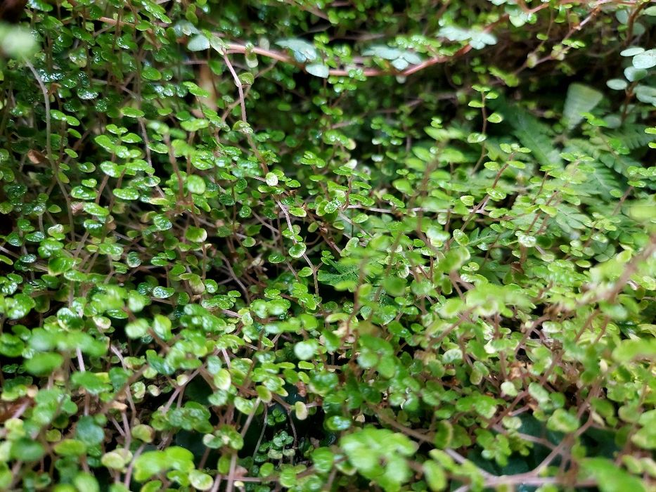 Rośliny do terrarium