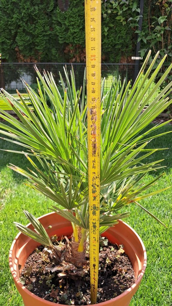 Karłatka niska (Chamaerops humilis)