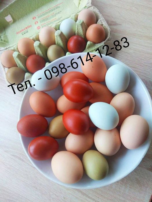 Кольорове інкубаційне яйце мікс порід: маран , амераукана та ін.